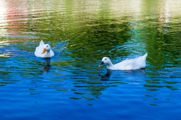 Dvě kachny plavat v modrém jezeru.Farma se zvířaty — Stock fotografie