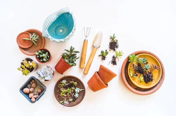 Trasplante suculento. Macetas de cerámica tierra y cactus . — Foto de Stock