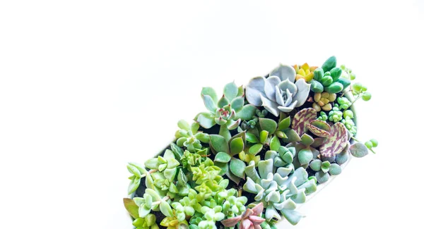 Jardin de plantes succulentes dans un pot en céramique blanche sur fond blanc . — Photo