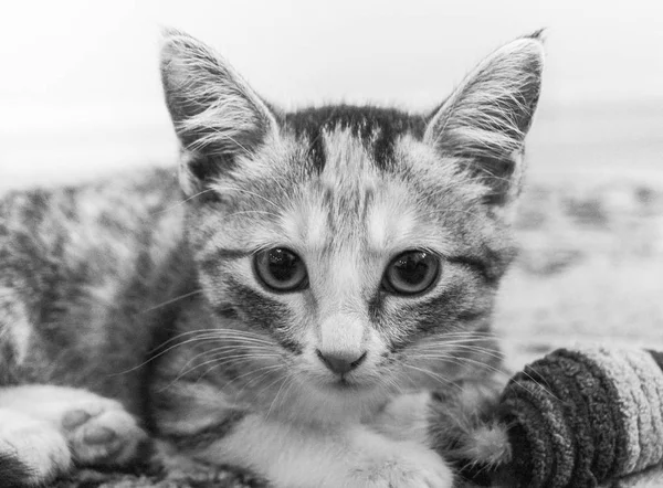 Kitten ligt op de vloer in het huis. Zwart-wit foto. — Stockfoto