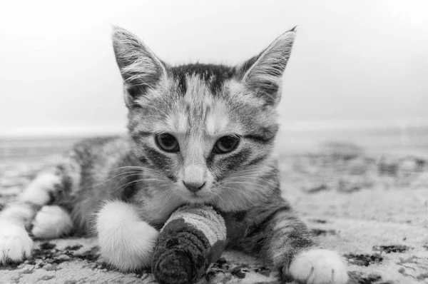 Kitten ligt op de vloer in het huis. Zwart-wit foto. — Stockfoto