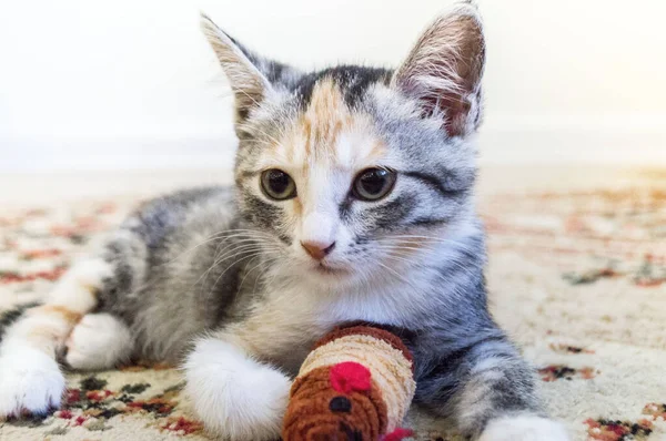 Kitten lies on the floor in the house. Eyes near. — Stock Photo, Image