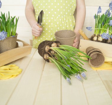 Girl hands transplant a flower.