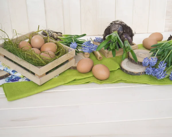 Easter top view. Bulb flower transplant. — Stockfoto