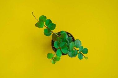 Turuncu arkaplanı sulandırır.