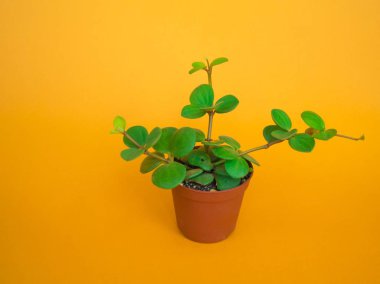 Turuncu arkaplanı sulandırır.