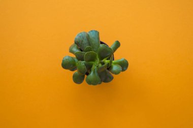 Turuncu arkaplanı sulandırır.