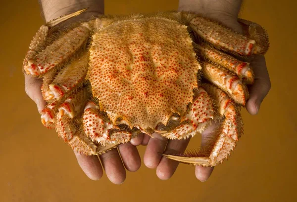 Seashells and crab in the sand. — Stock fotografie