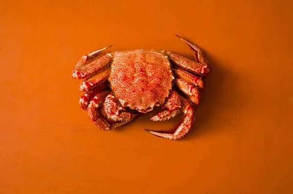 Seashells and crab in the sand. — Stock fotografie