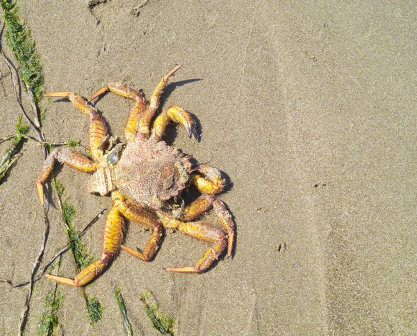 Seashells and crab in the sand. — Stock fotografie