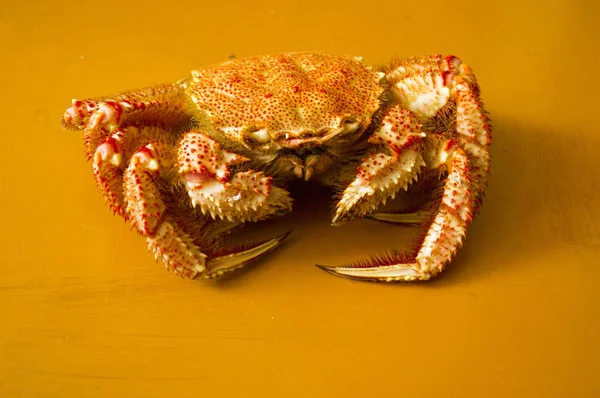 Seashells and crab in the sand. — Stock fotografie