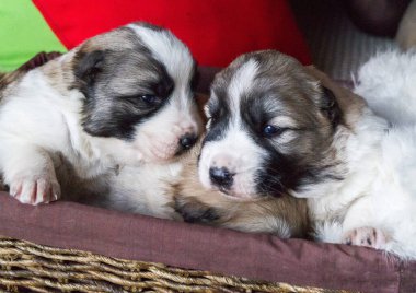 Alabai köpeği. Safkan tüylü evcil hayvan. Hayvan için sepet
