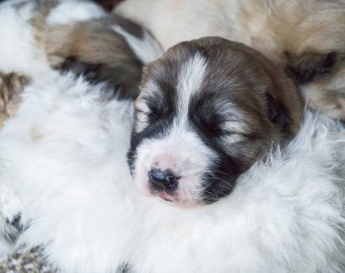 Alabai köpeği. Safkan tüylü evcil hayvan. Hayvan için sepet