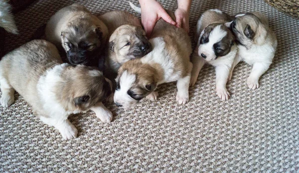 Cachorro Alabai Mascota Peluda Raza Completa Cesta Para Animales —  Fotos de Stock