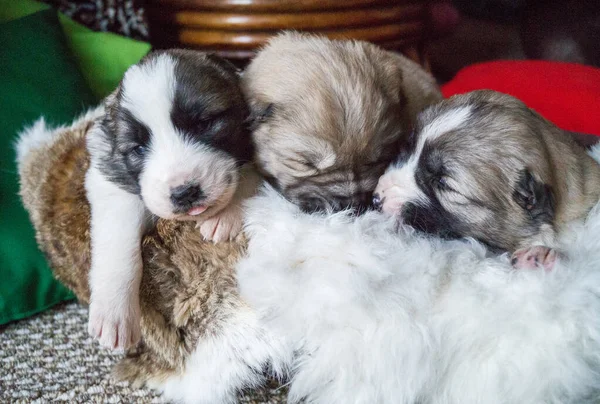 Alabai Puppy Een Volbloed Pluizig Huisdier Mand Voor Dieren — Stockfoto