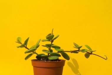 Sarı arka planda kaktüs çiçeği. Çiçeğin gölgesi. Yaz sıcağı