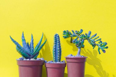 Sarı arka planda kaktüs çiçeği. Çiçeğin gölgesi. Yaz sıcağı