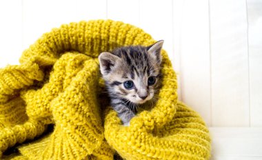 Çizgili kedicik sarı bir örme eşarp sarılır. Kedi kendisini soğuk sonbaharda ısıtıyor. Evde beslenen hayvan.