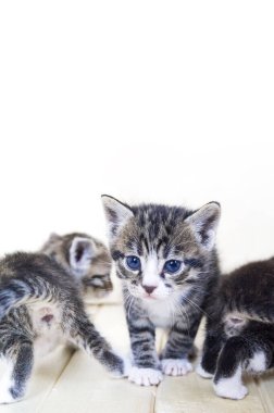 Küçük kedicikler. Hayvanlı oda. Hayvan Bakımı