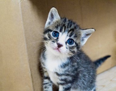 Küçük kedicikler. Hayvanlı oda. Hayvan Bakımı