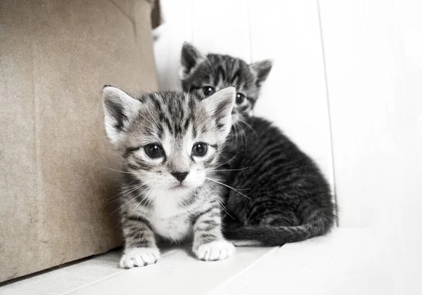 Küçük Kedicikler Hayvanlı Oda Hayvan Bakımı — Stok fotoğraf