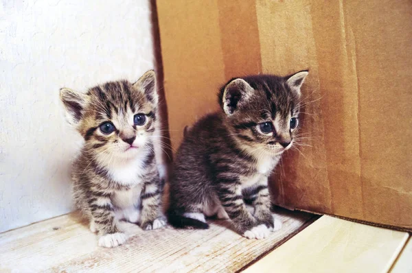 Pequeños Gatitos Habitación Con Animales Cuidado Mascotas — Foto de Stock