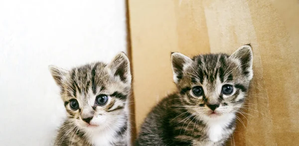 Pequenos Gatinhos Quarto Com Animais Cuidados Com Animais — Fotografia de Stock