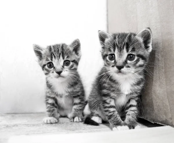 Pequenos Gatinhos Quarto Com Animais Cuidados Com Animais — Fotografia de Stock