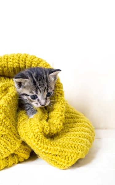 条纹小猫裹着一条黄色的针织围巾 那只猫在寒冷的秋天里变暖了 — 图库照片