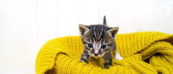 Çizgili Kedicik Sarı Bir Örme Eşarp Sarılır Kedi Kendisini Soğuk — Stok fotoğraf