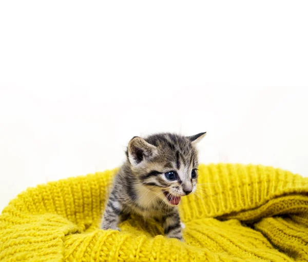 Çizgili Kedicik Sarı Bir Örme Eşarp Sarılır Kedi Kendisini Soğuk — Stok fotoğraf
