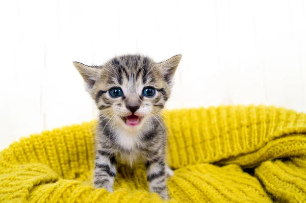 Çizgili Kedicik Sarı Bir Örme Eşarp Sarılır Kedi Kendisini Soğuk — Stok fotoğraf