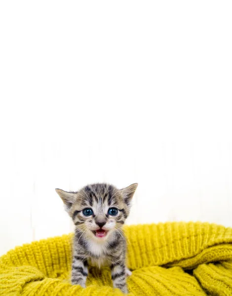 Het Gestreepte Kitten Verpakt Een Gele Gebreide Sjaal Kat Verwarmt — Stockfoto