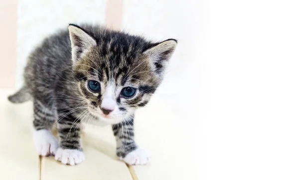 Kleine Kätzchen Zimmer Mit Tieren Haustierpflege — Stockfoto
