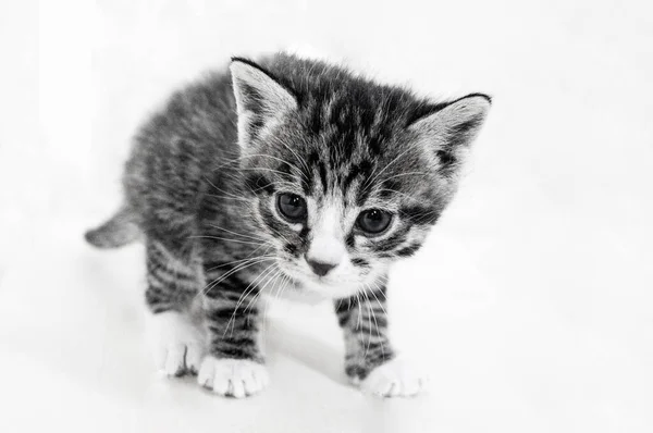Kleine Katjes Kamer Met Dieren Huisdierverzorging — Stockfoto