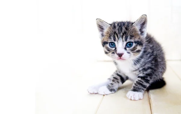 Kleine Katjes Kamer Met Dieren Huisdierenverzorging Kopieerruimte — Stockfoto