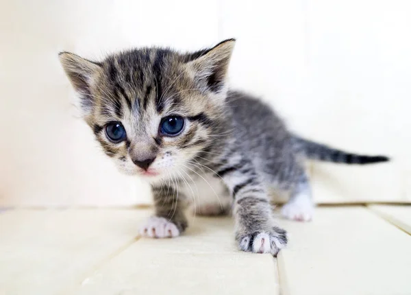 Pequenos Gatinhos Quarto Com Animais Cuidados Com Animais — Fotografia de Stock