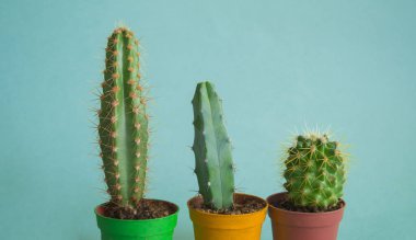 Tencerede kaktüs. Pembe renk. Taze moda trendi.