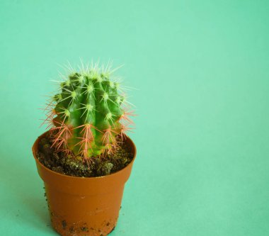 Tencerede kaktüs. Pembe renk. Taze moda trendi.