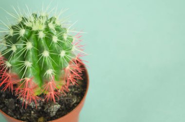 Tencerede kaktüs. Pembe renk. Taze moda trendi.