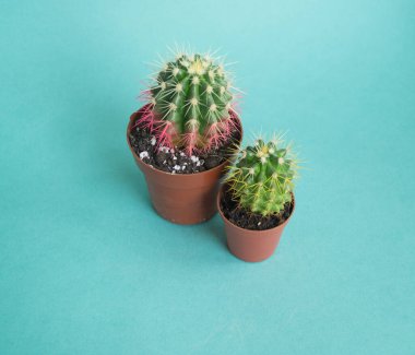 Tencerede kaktüs. Pembe renk. Taze moda trendi.