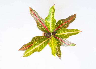 Tencerede sulu. Taze çiçek koleksiyonu.