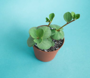 Tencerede sulu. Taze çiçek koleksiyonu.