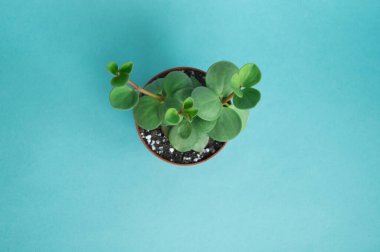 Tencerede sulu. Taze çiçek koleksiyonu.