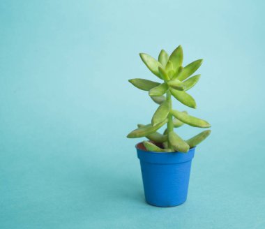 Tencerede sulu. Taze çiçek koleksiyonu.