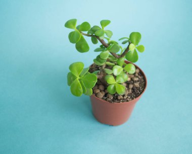 Tencerede sulu. Taze çiçek koleksiyonu.