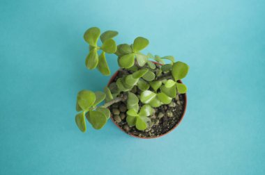 Tencerede sulu. Taze çiçek koleksiyonu.