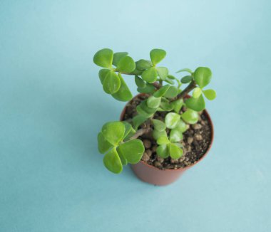 Tencerede sulu. Taze çiçek koleksiyonu.