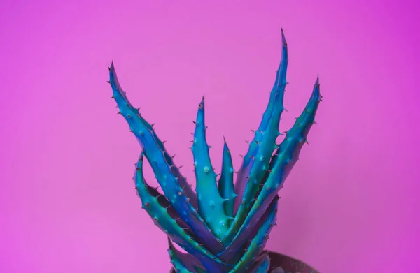 Kaktus Topf Rosa Farbe Frischer Modetrend — Stockfoto