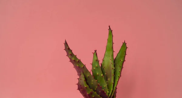 Cactus Una Olla Color Rosa Tendencia Moda Fresca — Foto de Stock